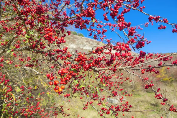 Hawthorn Berries Branch — Stock Photo, Image