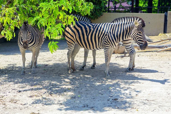 Beautiful Sad Zebras Zoo — Stock Photo, Image