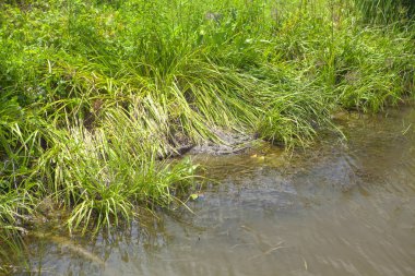 kıyıda vahşi yeşil bitkiler 