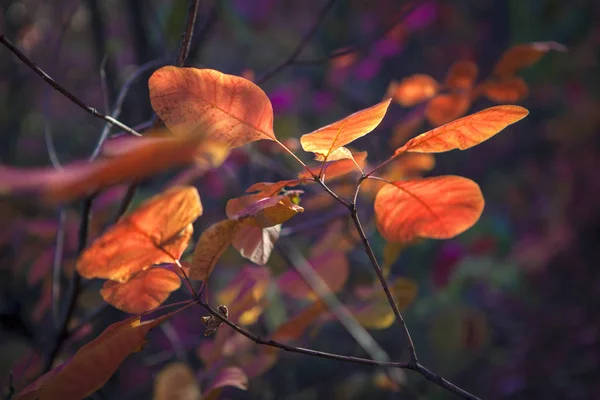 Vibrant Colors Autumnal Leaves — Stock Photo, Image