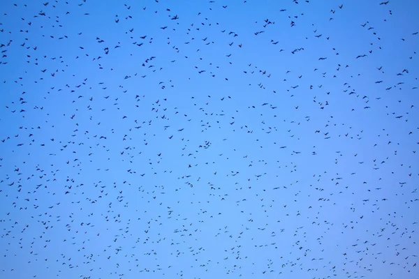 Rebanho Céu — Fotografia de Stock