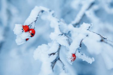 Hoarfrost kış ile kırmızı meyveler 