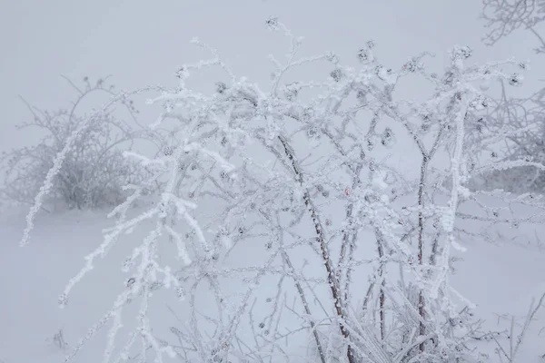 Ice Kaplı Bush — Stok fotoğraf