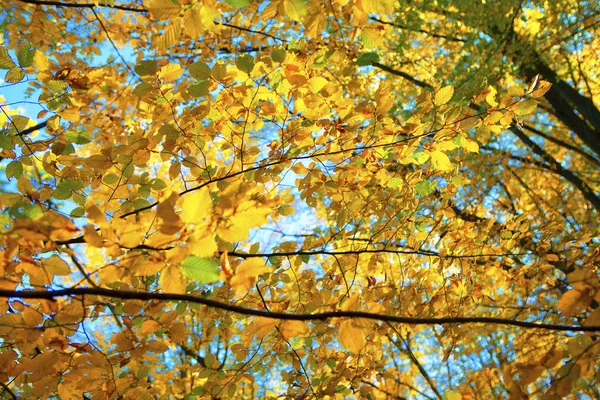 Желтые Листья Фона Солнечный Свет — стоковое фото