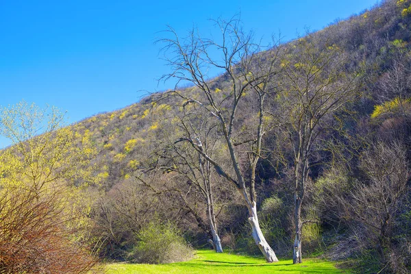 Весняні Пейзажі Деревами — стокове фото