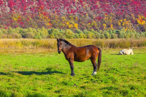 Hermoso Paisaje Con Caballo —  Fotos de Stock