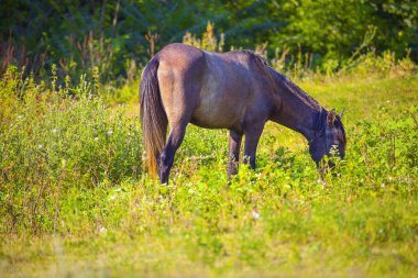 Güneşli yaz günü, mera güzel ata