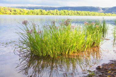 sahne bitkiler göle ile