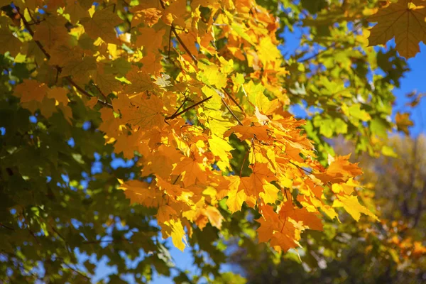 Vibrant Colors Leaves — Stock Photo, Image