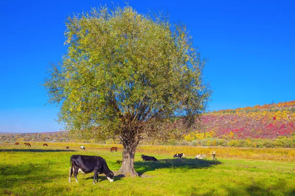 Pastos Soleados Con Vacas —  Fotos de Stock