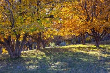 sonbaharda ağaçlar gölge