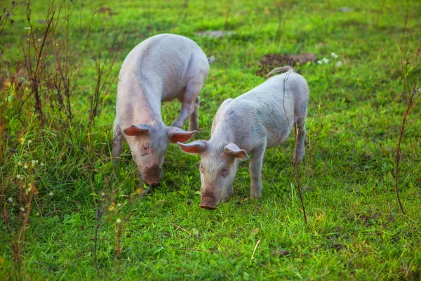 Zwei Schmutzige Lustige Schweine — Stockfoto