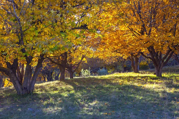 Bäume Schatten Herbst — Stockfoto