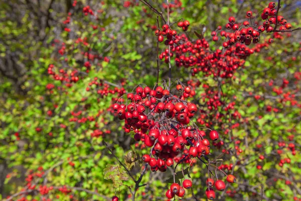 Hawthorn Berries Autumn — Stock Photo, Image