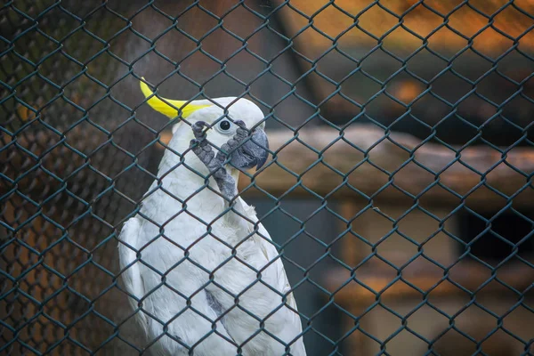 White Kakadu Parrot Standing Cage — Stock Photo, Image