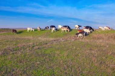 Keçi çim yeşil bir tepede yer.