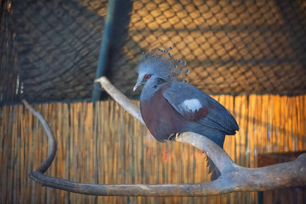 Beautiful Victoria Crowned Pigeon Cage — Stock Photo, Image