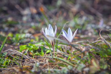 bahar çiçegi görüntü kadar kapatın