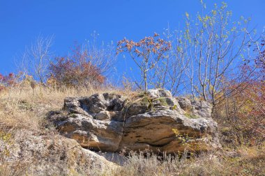 Uçurumdaki vahşi bitkiler