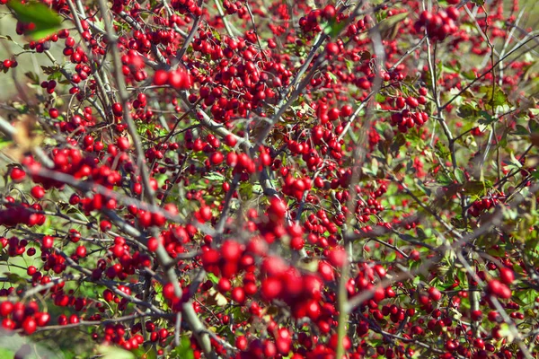 Piros Bogyós Gyümölcsök Ősszel Háttér — Stock Fotó