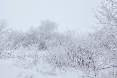ağaçlar soğuk kış manzarası kar ile kaplı