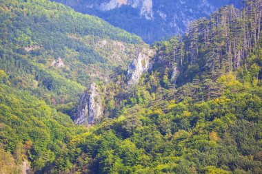 dağlarda iğne yapraklı orman