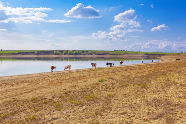 Vacas Caminando Orilla Del Río —  Fotos de Stock