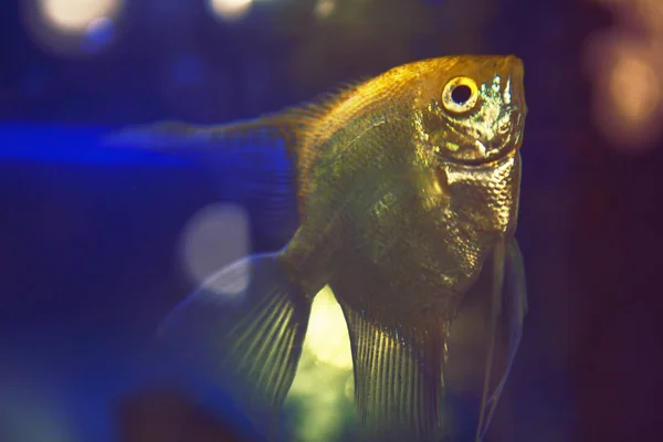 Золотая Рыба Голубой Воде — стоковое фото