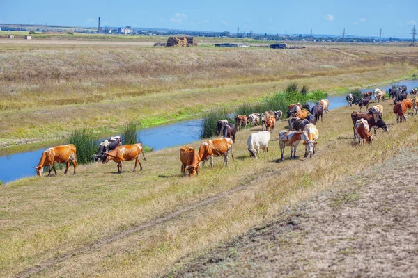 川の近くの放牧牛の群れ — ストック写真