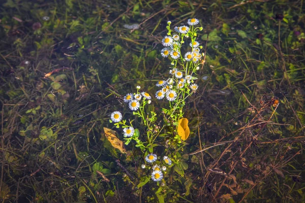 Příroda Povodni Květy Rostoucí Vodě — Stock fotografie