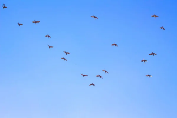 Rebanho Pássaros Voando Alto Céu Azul — Fotografia de Stock