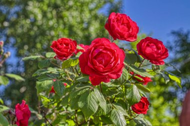 Bahçe taze kırmızı güller 