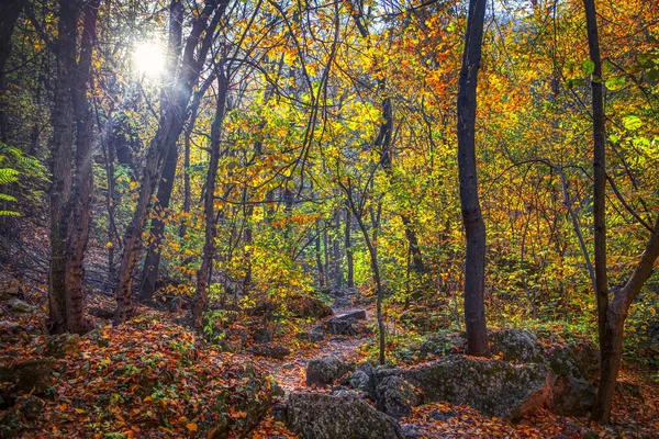 Podzimní Krajina Lese — Stock fotografie