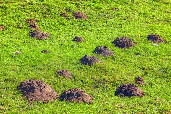 Molehills Sur Prairie — Photo