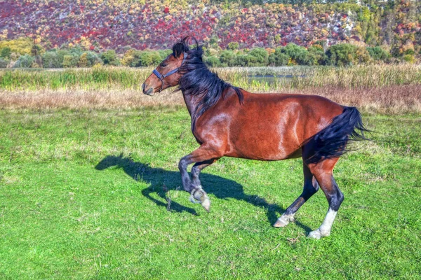 Young Horse Gallops Fast Meadow — Stock Photo, Image