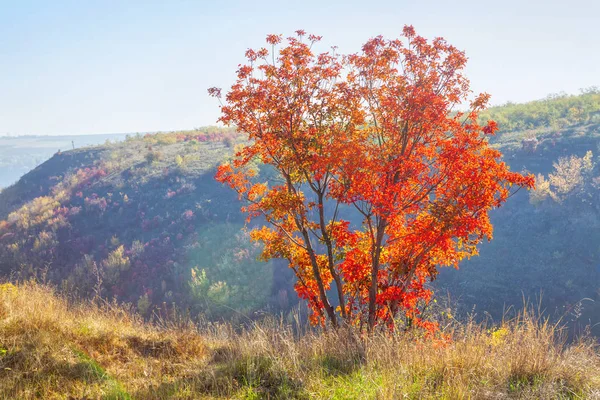秋天季节风景与有色树在边缘 — 图库照片