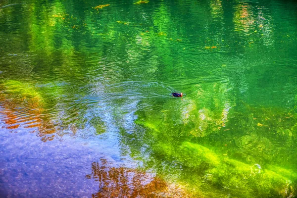 Natural Green Colored Water Surface — Stock Photo, Image