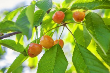 Kiraz ve yeşil yaprakları