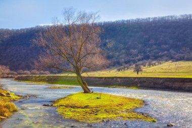 nehir adada ağaç yetişir
