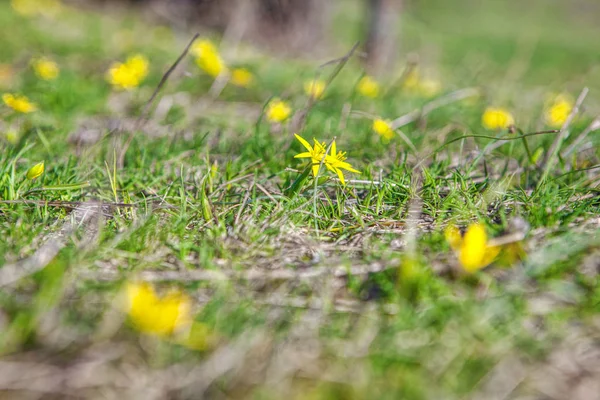Макроизображение Весенних Желтых Цветов — стоковое фото