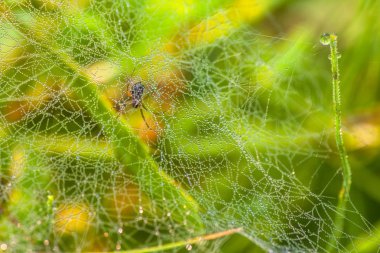 sabah çiy örümcek ağı tarih