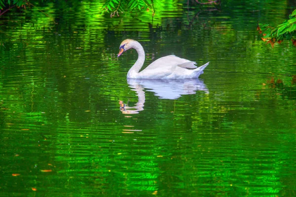 Grazioso Cigno Bianco Nuotare Sfondo Verde Acqua — Foto Stock
