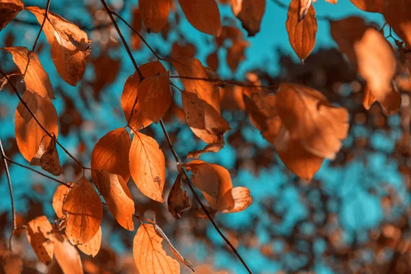 Otoño Deja Fondo Colorido Natural —  Fotos de Stock