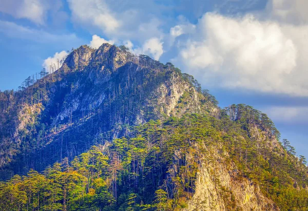 在山上生长的冷杉树的自然景观 — 图库照片