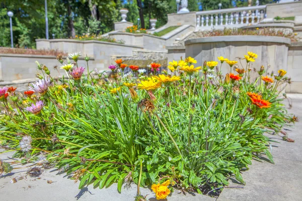 Flowers Urban Park — Stock Photo, Image