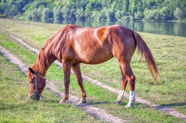 Kırmızı at nehir kıyısında otlatma 