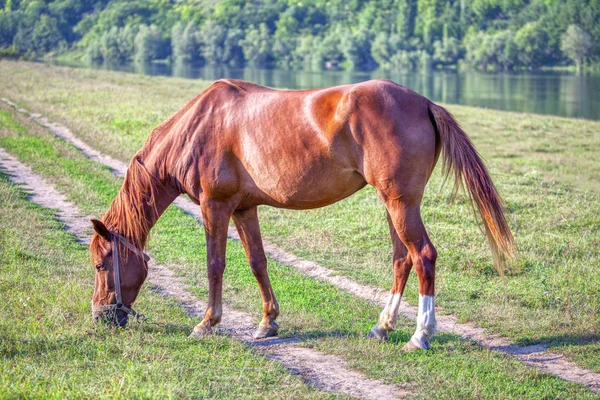 Red Horse Grazing River Shore — Stock Photo, Image