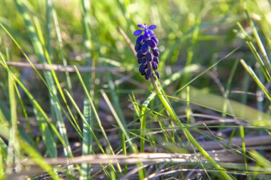 görüntüyü bahar vahşi mavi çiçek 