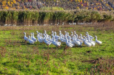 otlakta yerli kaz sürüsü 