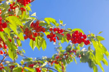 yeşil dallar taze kırmızı kiraz 
